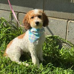 Pixie - Parti female Goldendoodle puppy in Lancaster, Kentucky from Dream Paws Puppies, LLC