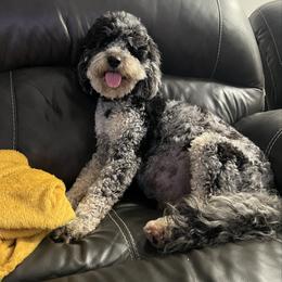 Kia - Goldendoodle