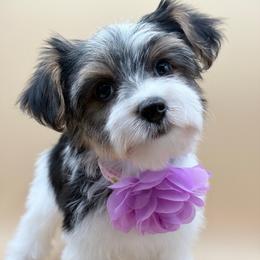 Marge - Parti female Yorkshire Terrier puppy in Flagler Estates, Florida from Fiesta Pups