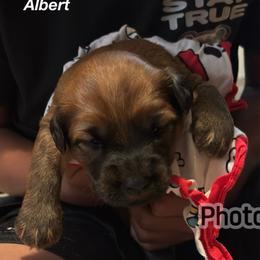 Albert - Wheaten male Soft Coated Wheaten Terrier puppy in Gladewater, Texas from Felicias Swheaties