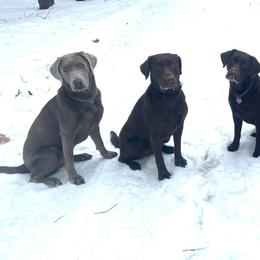 Dilute Retrievers and Labrador Retrievers from Crossed Pistols Labs