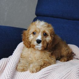 Jamaica - Red Cavapoo puppy in Mountain Grove, Missouri from Dogwood & Sassafras Companions