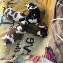 Shih Tzu Puppies from Simply Shih Tzu