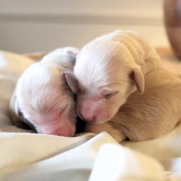 Girl 2 - Cream female Dachshund puppy in Walla Walla Valley, Oregon from English Cream Dachshunds