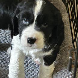 Hooper is avalable - Black and white male English Springer Spaniel puppy in Bonner Springs, Kansas from Springers Of Oz