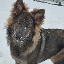 German Shepherds from VonSila Kennels, LLC