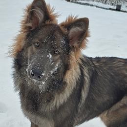 German Shepherds from VonSila Kennels, LLC