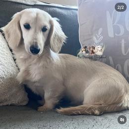 Tofu - Dachshund