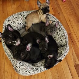 French Bulldog Puppies from Fair Oaks Frenchies
