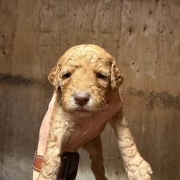 Girl 6 - Apricot female Goldendoodle puppy in Shingle Springs, California from California Double Doodles