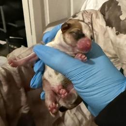 Boy 2 - Black sabled fawn male Chihuahua puppy in Lees Summit, Missouri from Divine K9s LLC