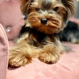 Yorkshire Terriers from BabydollYorkiesofTexas