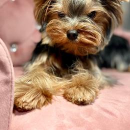 Yorkshire Terriers from BabydollYorkiesofTexas