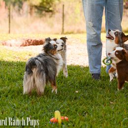 Toy Australian Shepherd All Grown Up from Kennard Ranch Pups