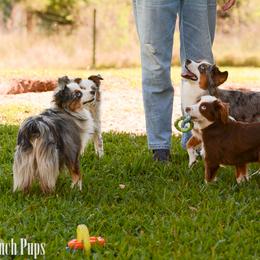 Toy Australian Shepherd All Grown Up from Kennard Ranch Pups