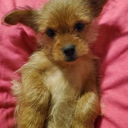 Shorkies from Pittman's Puppies