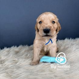 Cairo - Cream male Companion Cross puppy in Utah County, Utah from Big Hearted Breeders