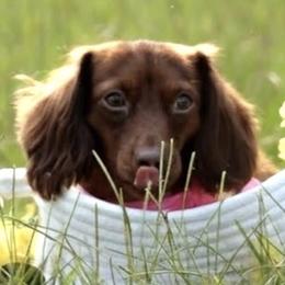 Dachshunds from Daily Sausage Kennels