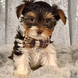 Topaz - Parti male Yorkshire Terrier puppy in Denver, Colorado from Melrey's paws