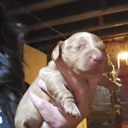 Boy 3c - Cream male Dachshund puppy in Lansing, Michigan from Black Thunder 517 Dachshunds and frenchies