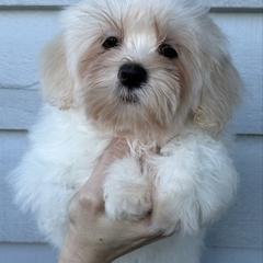 Statler - Cream male Shichon puppy in Kent, Washington from Mad Hatter Farm