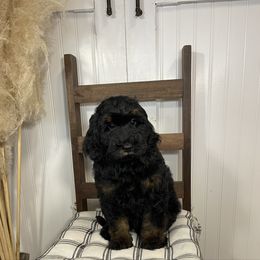 Lacie - Phantom female Goldendoodle puppy in Hackleburg, Alabama from The Doodle Patch