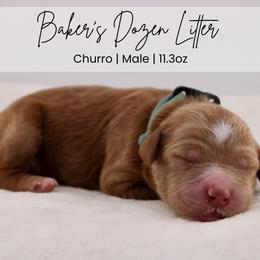 Churro - Red  male Goldendoodle puppy in Comanche, Texas from Central Texas Doodles, LLC.