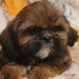 Pharoah - Red male Shih Tzu puppy in Parma, Ohio from D's DeVine Shih-Tzu
