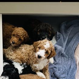 Goldendoodle Puppies from Labradoodleday