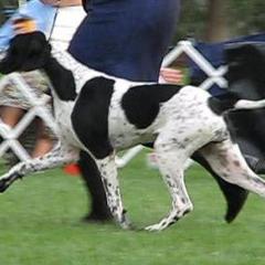 German Shorthaired Pointer and Pointer All Grown Up from Paladen