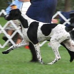 German Shorthaired Pointer and Pointer All Grown Up from Paladen