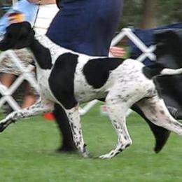 German Shorthaired Pointer and Pointer All Grown Up from Paladen