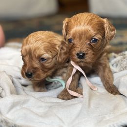 Cavalier King Charles Spaniel and Cavapoo Puppies from Alex Camp