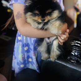 Ronny - Black and tan parti male Pomeranian puppy in Harrisonville, Missouri from Cindy's Pomeranians