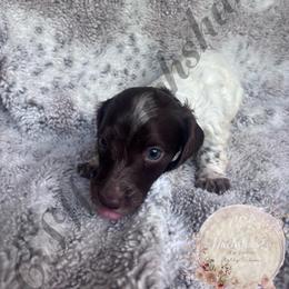 Cooper - Piebald male Dachshund puppy in Lufkin, Texas from CSW Dachshunds