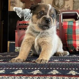 Queen Boy 2 - Red speckled male Australian Cattle Dog puppy in Monroe, Louisiana from The Sweet Kennels