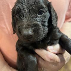 Mr Black - Liver male Boykin Spaniel puppy in Stapleton, Alabama from Taensas Boykins