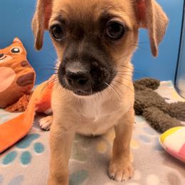 Fiona - Fawn female Chihuahua puppy in Georgia & Florida, Georgia from Fiesta Pups