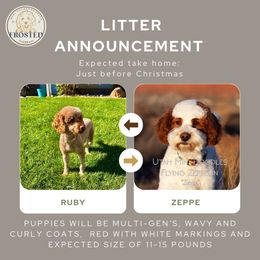 Goldendoodle puppies from Frosted Goldendoodles