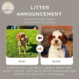 Goldendoodle puppies from Frosted Goldendoodles