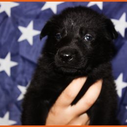 German Shepherd Puppies from Black Beauty Shepherds