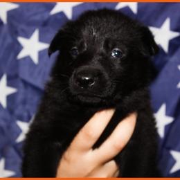 German Shepherd Puppies from Black Beauty Shepherds