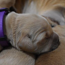 Girl 2 - Golden Golden Retriever puppy in Otis Orchards, Washington from Sunlite Golden Retrievers