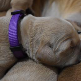 Girl 2 - Golden Golden Retriever puppy in Otis Orchards, Washington from Sunlite Golden Retrievers