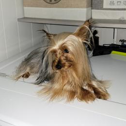 Cash - Yorkshire Terrier