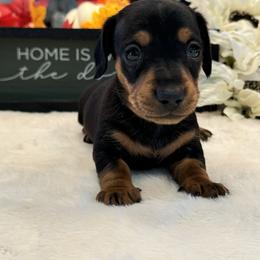 Dachshund Puppies from Sweet Home Alabama Dachshunds