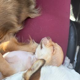 Buuttercup - Cream and white female Chihuahua puppy in Pine Lakes, Florida from Chichianna's Legacy