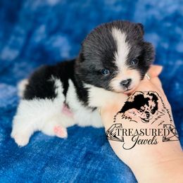 WOODSTOCK - Black parti male Pomeranian puppy in Willis, Texas from Treasured Jewels Pomeranians