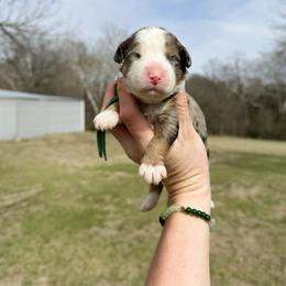 Pearl - Blue merle female Bernedoodle puppy in Wamego, Kansas from Doodles of Oz