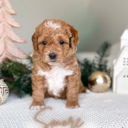 S'more - Apricot female Goldendoodle puppy in Southeast Arcadia, Florida from Desoto Doodles